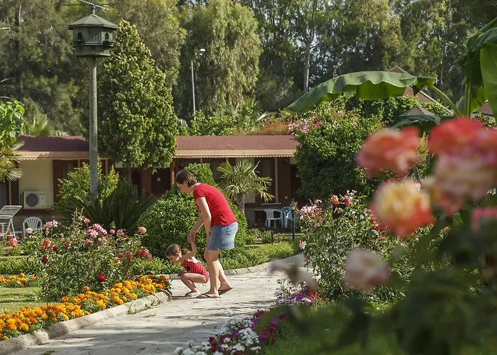 リゾート Venus シダ